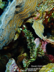 Lettuce Sea Slug Elysia crispata)
Roatan Marine Park by David Gilchrist 